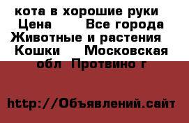 кота в хорошие руки › Цена ­ 0 - Все города Животные и растения » Кошки   . Московская обл.,Протвино г.